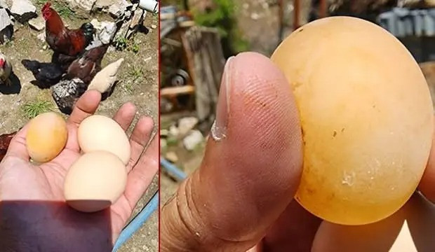Qabıqsız yumurta görənləri təəccübləndirdi -&nbsp;FOTOLAR