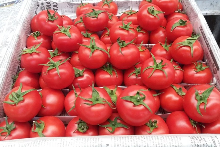 Bu ölkədən pomidor idxalına qadağa qoyuldu