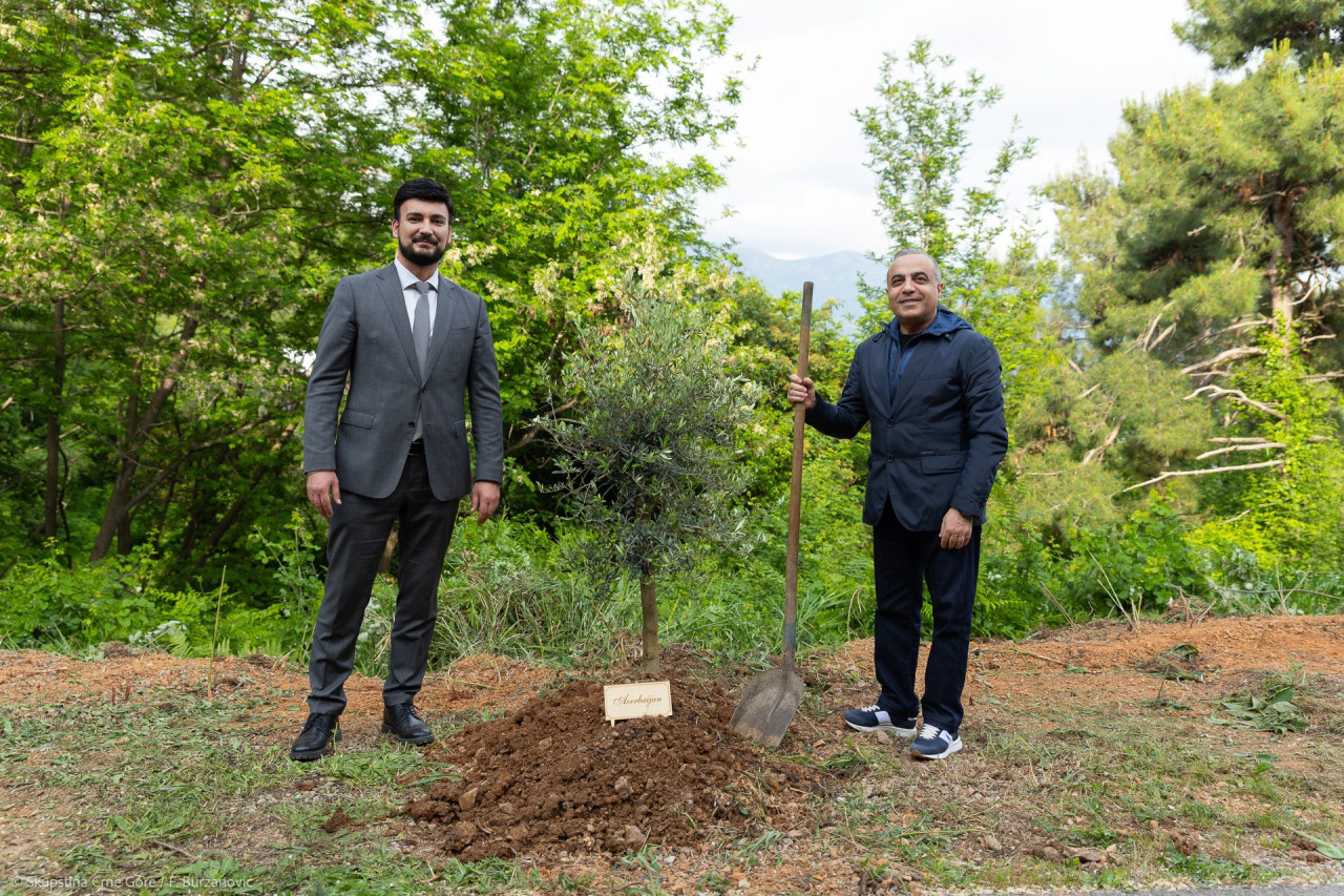 “Azərbaycan Ağacı” Budvada əkildi - FOTO