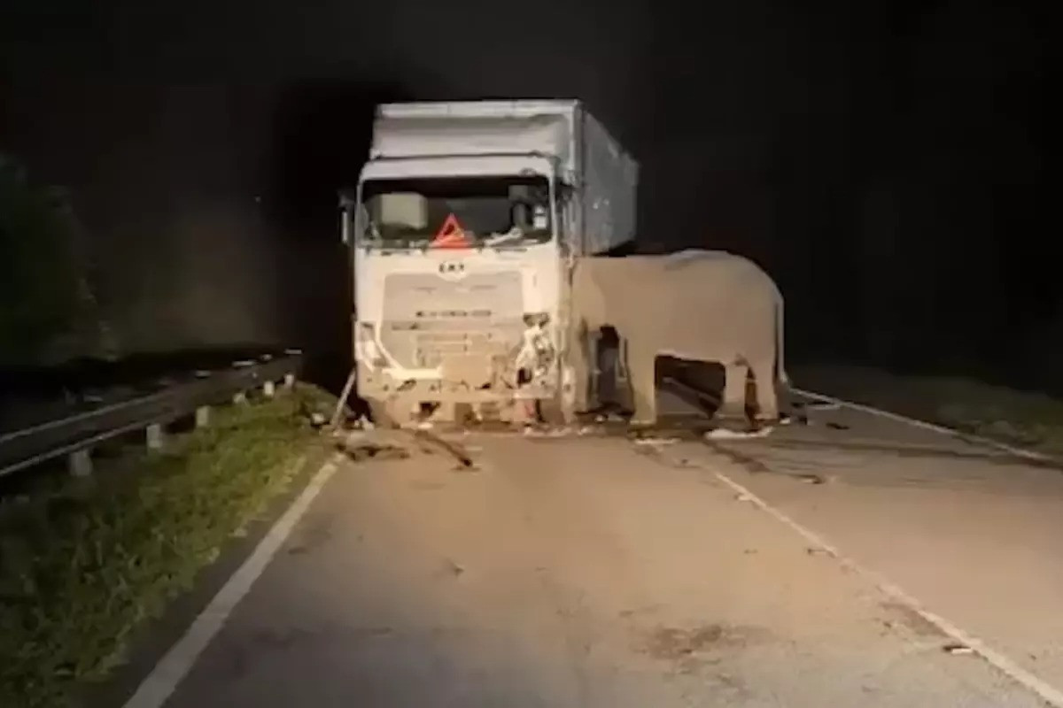 Fil balasını maşın vurub öldürdü: Ana fil 5 saat yanında qaldı -&nbsp;VİDEO