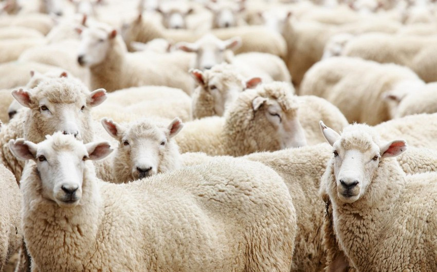 Qurban bayramı ilə bağlı fətva verildi