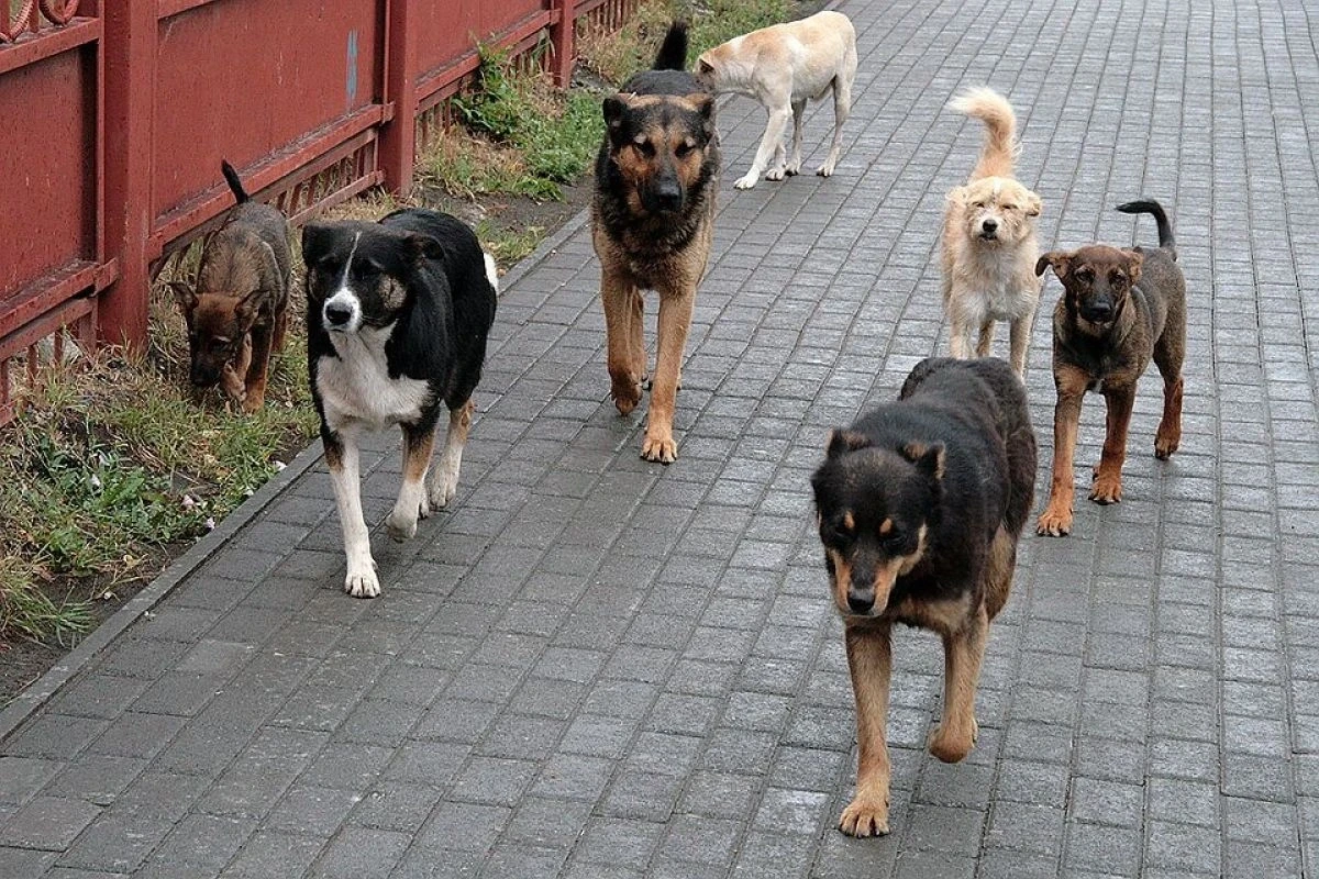 Küçə itləri təkcə insanlara yox, əmlaka da ziyan vurur – Kim cavabdehdir?