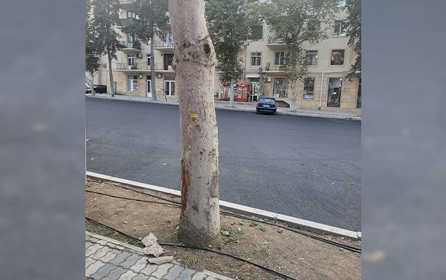 Gəncədə qurumuş və qəzalı ağaclar yenisi ilə əvəzlənəcək - FOTOLAR