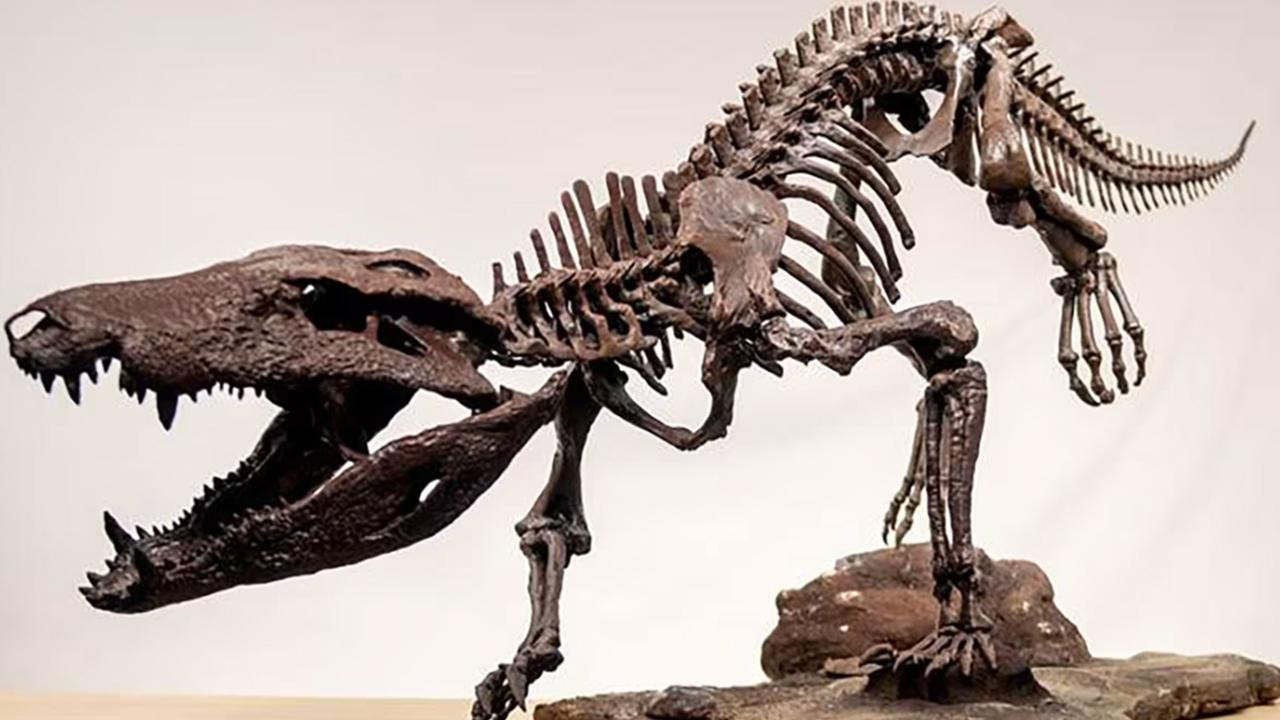 Dinozavrlarla qidalanan timsah tapıldı