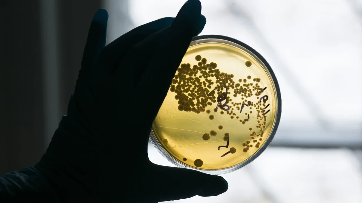 Yeni epidemiya CAN ALDI - Sürətlə yayılır