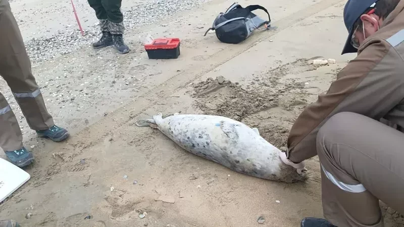 Xəzər sahilində 112 ölü suiti aşkarlandı