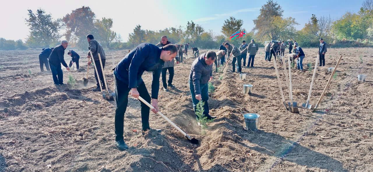 Bir gündə 111 111 ağac əkildi - Fotolar