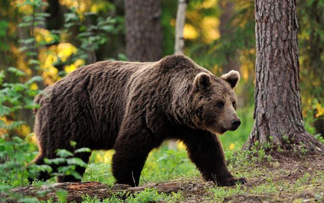 Kəlbəcərdə ayı hücumu - 2 heyvanı parçaladı