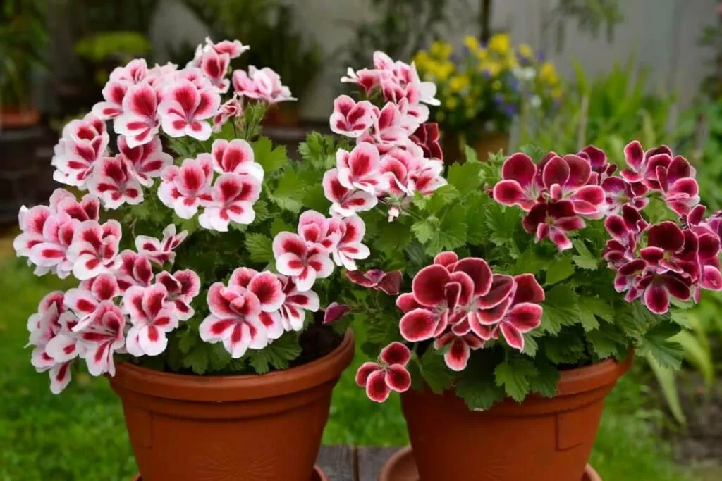 Hansı çiçəklər sinirləri sakitləşdirməyə kömək edir?&nbsp;