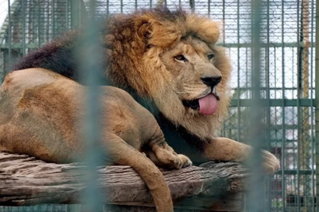 6 metr hündürlüyündə hasarı aşdı - Aslanın qəfəsinə girdi / FOTO