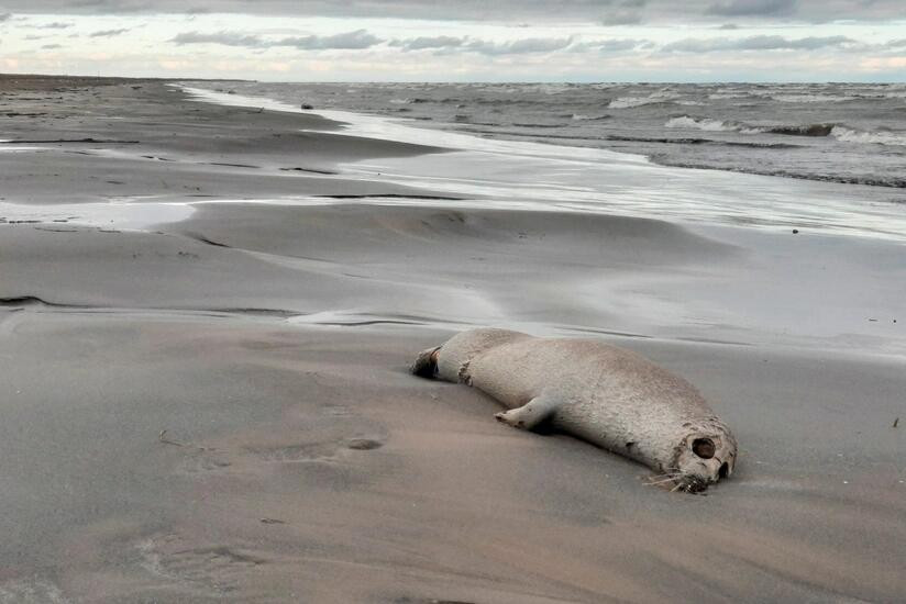 Xəzər sahilində ölü suitilər aşkar edildi