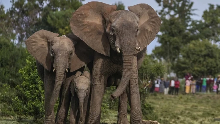 Hindistanda fillər kəndə hücum etdi - 4 nəfər öldü