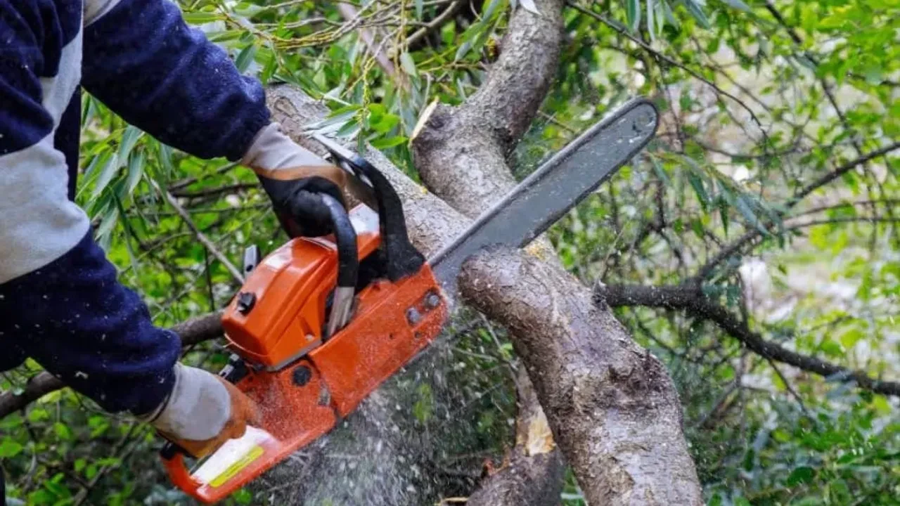 Bakıda ağaclar kəsildi - Materiallar Baş Prokurorluğa göndəriləcək