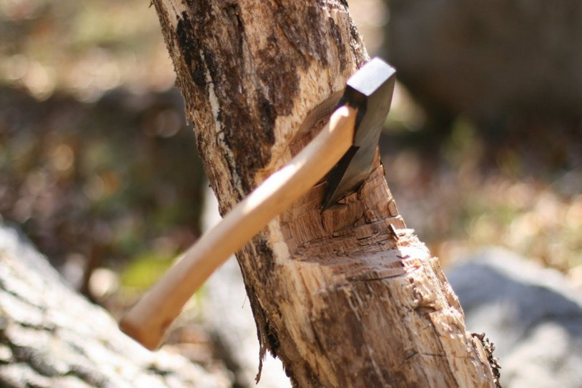 \"Ağ şəhər\"də ağac kəsilməsi ilə bağlı cinayət işi açıldı - 2 nəfər saxlanıldı