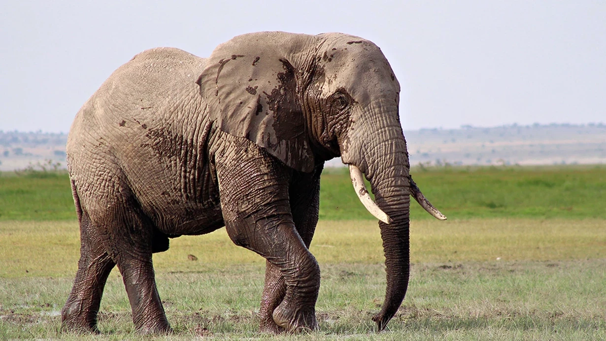Taylandda turistə fil hücum etdi 