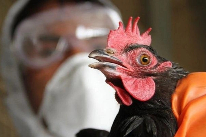Ölkəmizdə quş qripinə yoluxma halları aşkarlanıb?