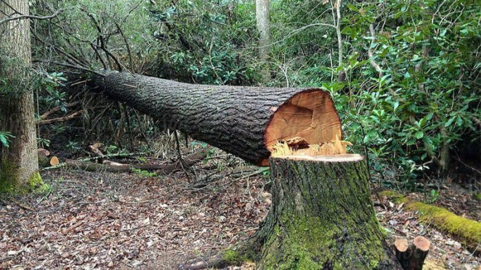 Bakıda bu ərazilərdə yaşıllıqlar qanunsuz kəsildi - 25 min manatdan çox ziyan