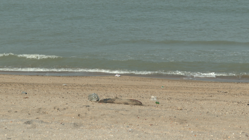 Xəzər dənizində suiti cəsədləri aşkarlandı - VİDEO