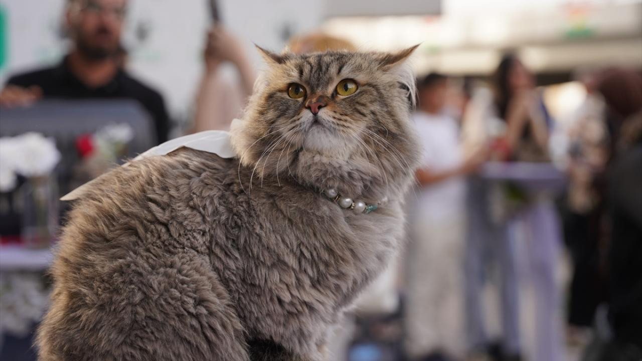 Xərçəng xəstəliyinin çarəsi PİŞİKLƏRDƏ