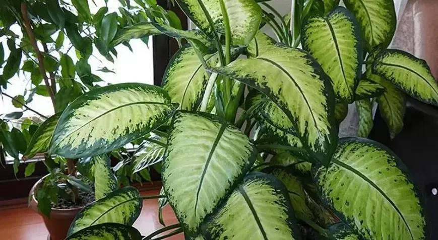 Pişiklər üçün təhlükəli olan otaq bitkiləri