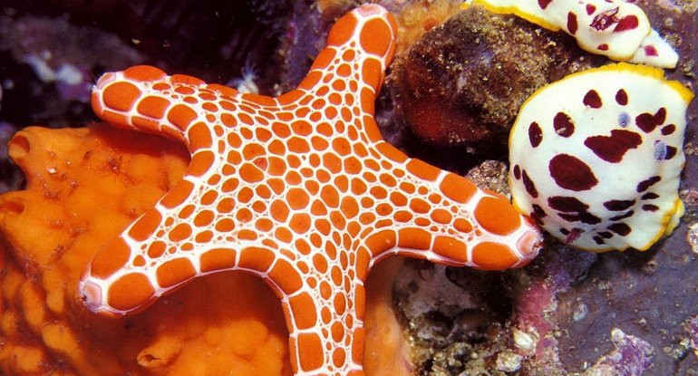 Bu canlıların nə ürəyi, nə də beyni var