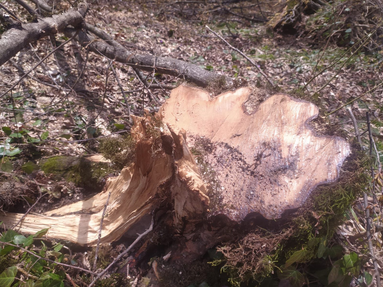 Oğuzda ağacların kəsilməsinə görə cinayət işi başlanıldı - FOTOLAR