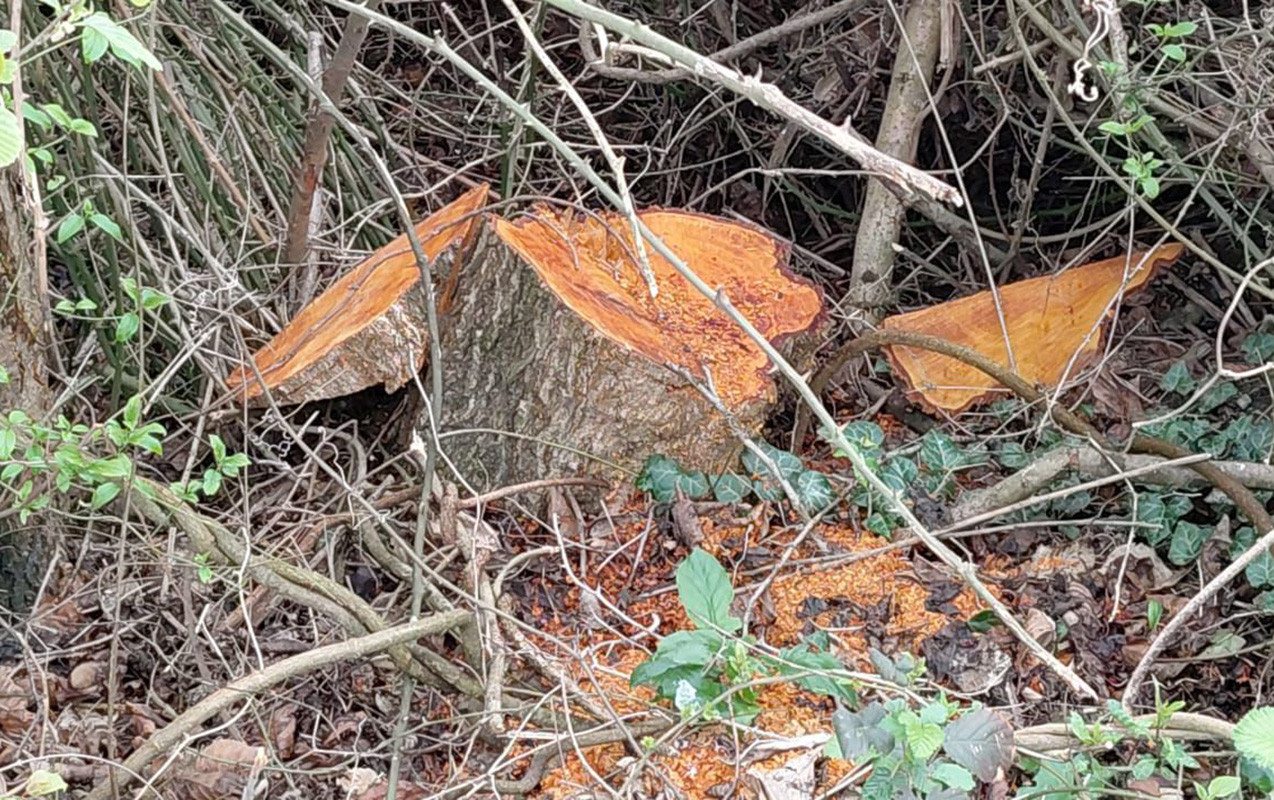 30 ədəd qızılağac kəsildi - Şübhəli şəxs saxlanıldı