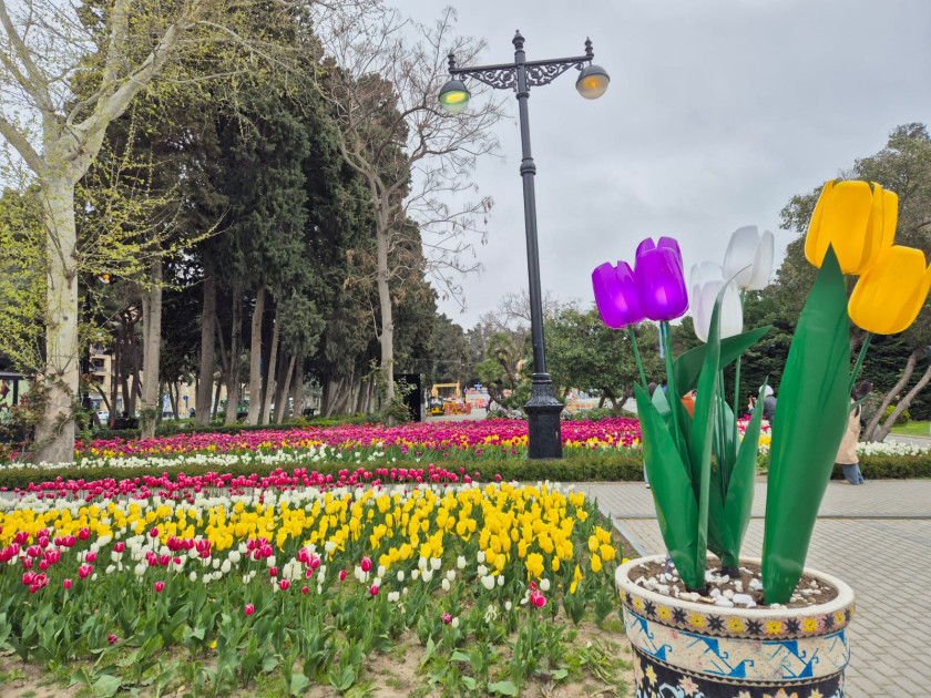 Bulvarda əkilən təbii gülləri belə əzdilər - VİDEO