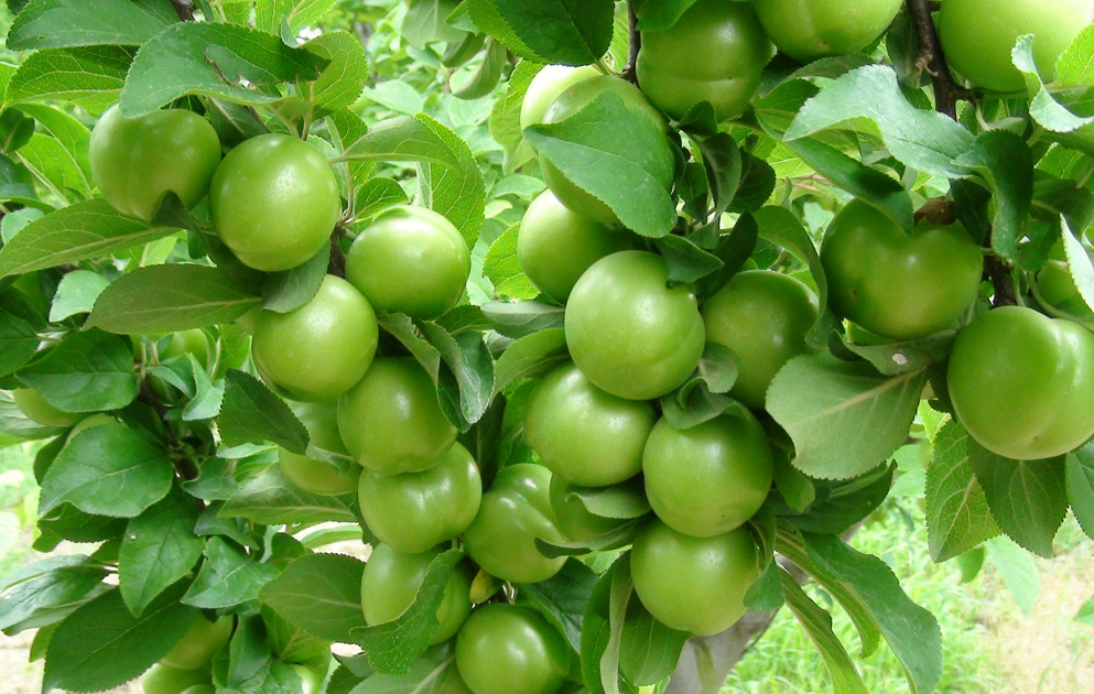 Azərbaycanda alça bağlarında dəhşətli xəstəlik yayıldı - VİDEO