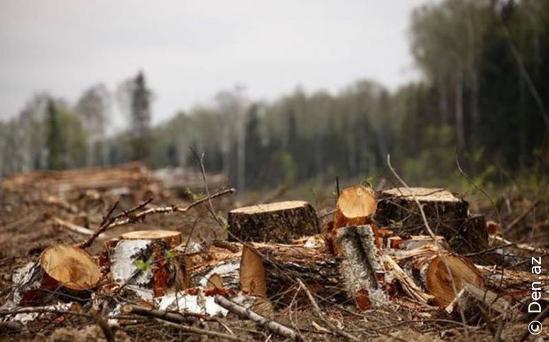 Təbiətə 133 mindən çox ziyan vuruldu