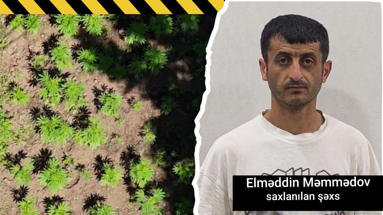 Hirkan Milli Parkının ərazisində narkoplantasiya yetişdirən şəxs saxlanıldı