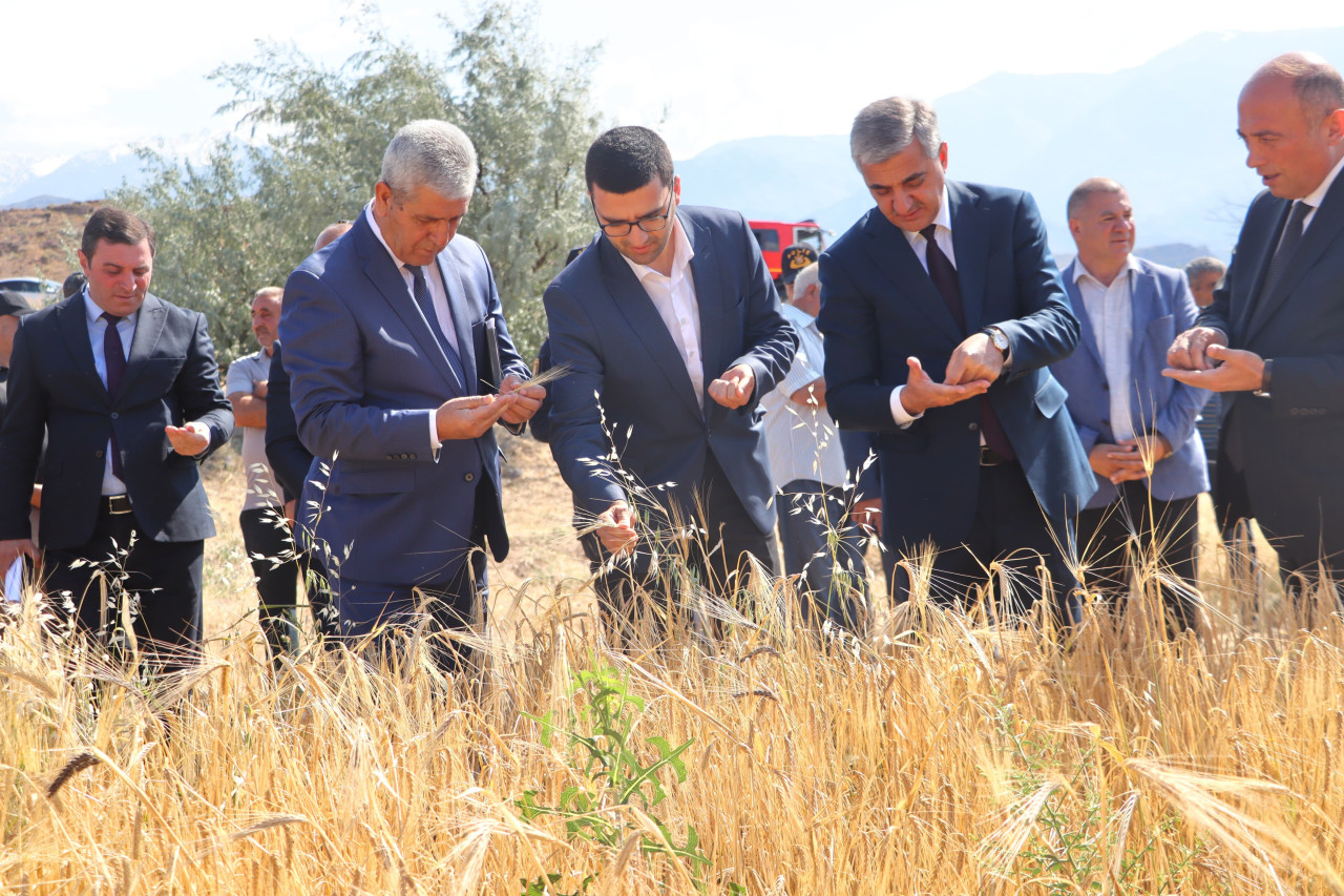 Naxçıvan Muxtar Respublikasında taxıl biçininə start verildi - FOTOLAR