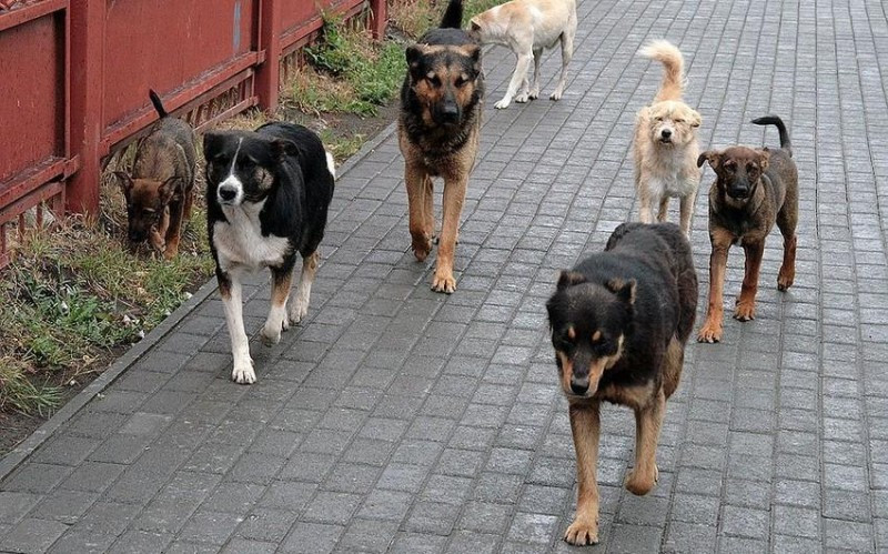 Sarayda küçə itləri yeniyetməyə hücum etdi&nbsp;
