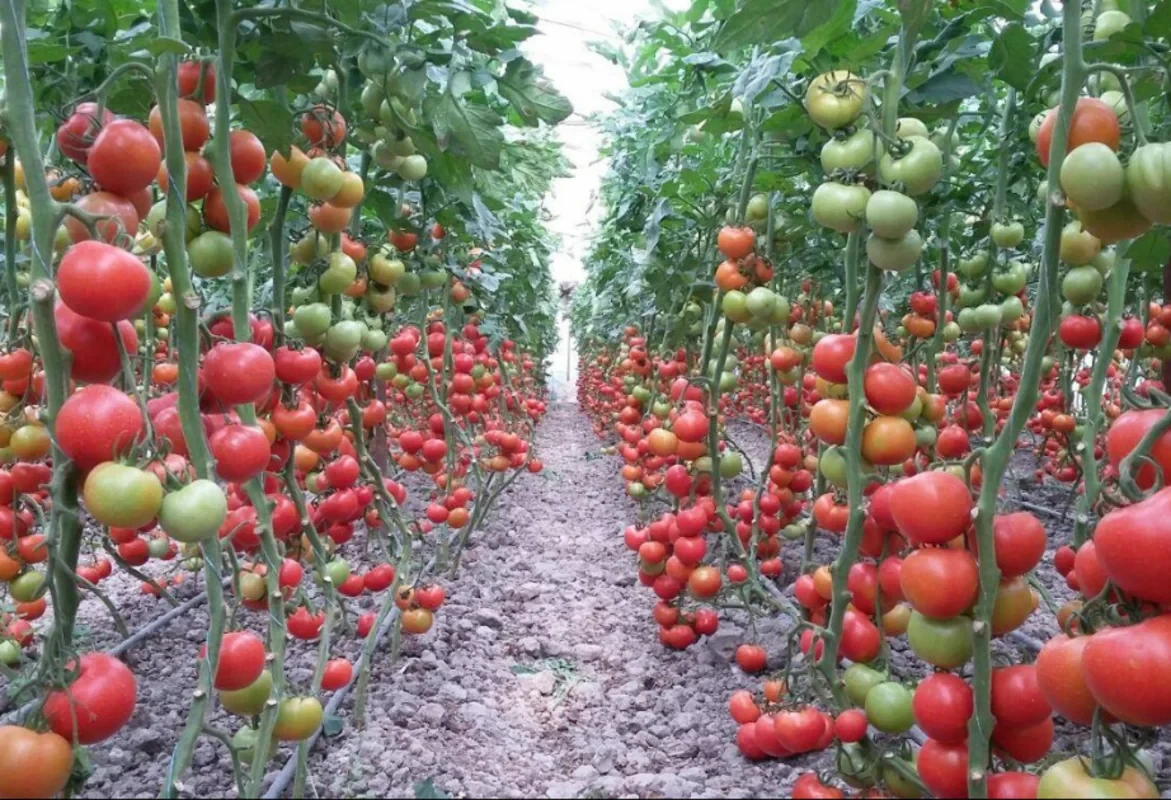 Azərbaycanda ilk dəfə: Cəbrayılda nəhəng istixana aqroparkı yaradılacaq