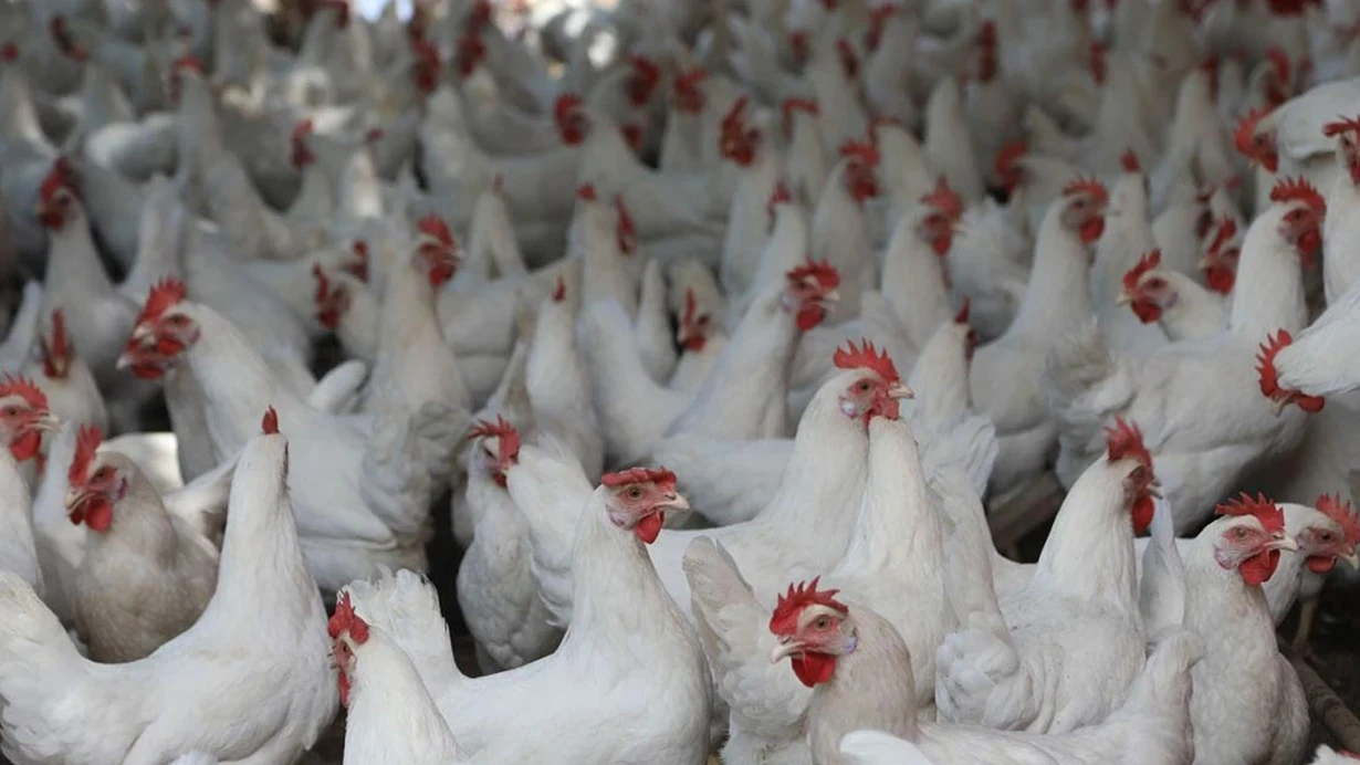 Ev quşları qapalı yerlərə köçürülür - Quş qripi yayılır