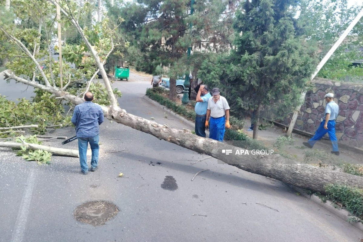Güclü külək bu bölgələrdə fəsadlar yaratdı - FOTO