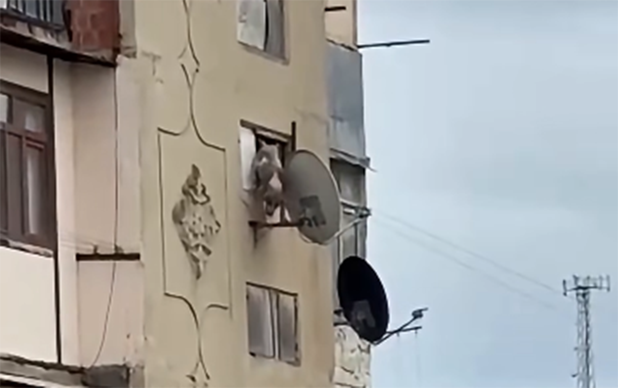Bakıda iti pəncərədən atan şəxsə 25 sutka həbs verildi&nbsp;