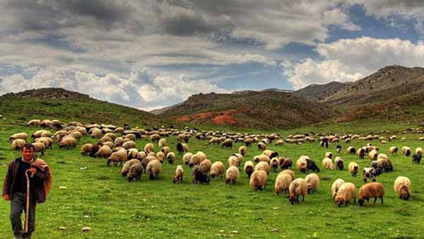 Azərbaycanda xırda və iribuynuzlu mal-qaranın SAYI