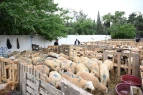 Bayramı öncəsi heyvan bazarında QİYMƏTLƏR