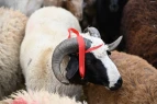 Qurban bayramı ilə bağlı fətva verildi