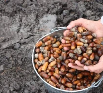 Meşəbərpa tədbirləri davam edir