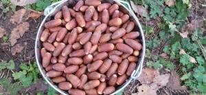 5 gündə meşə fondu torpaqlarında 50 mindən artıq ağac əkildi- FOTO