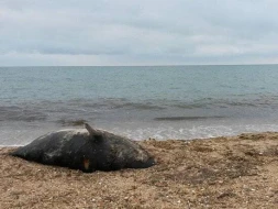 Xəzər dənizinin sahilində 700-ə yaxın ölü suiti tapıldı