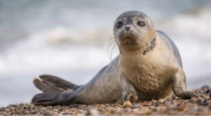 Xəzərin Dağıstan sahilində aşkarlanan suitilərin ölüm səbəbi araşdırılır
