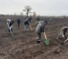Meşəbərpa tədbirləri davam edir - FOTOLAR