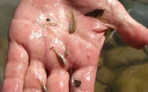 Ermənistanın Oxçuçayı çirkləndirməsi ilə bağlı sənədlər Baş Prokurorluğa təqdim olundu