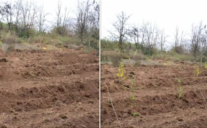 Meşə fondu torpaqlarında 670 mindən çox ağac əkilib - FOTOLAR