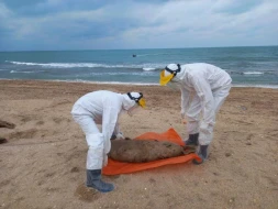 Xəzər dənizinin sahilində suiti cəsədlərindən nümunələr götürüldü - FOTOLAR