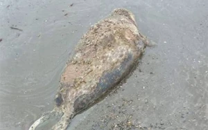 Xəzərin Azərbaycan sahillərində daha 4 suiti cəsədi aşkarlandı