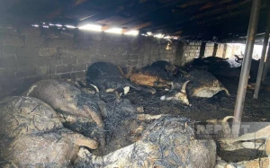 Kürdəmirdə güclü YANĞIN: 39 baş iribuynuzlu heyvan tələf olub - FOTOLAR